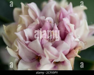 Flower Macro, Bunched together Daphne flowers, amazingly fragrant, pastel pink, purple and mauve and cream blooms detailing petals, green background Stock Photo