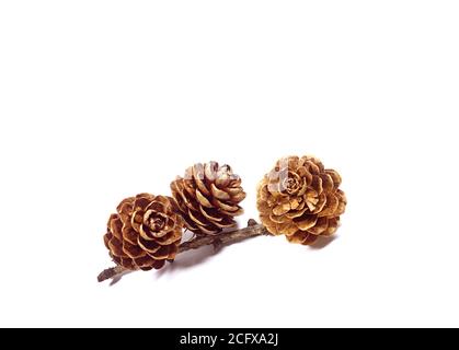 Natural dry flower-like tiny pine cones with branch isolated on white background Stock Photo