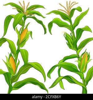 corn vector frame Stock Vector