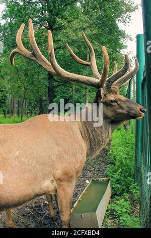 Young large size red deer with branched beautiful wide horns is standing near fence in national natural park . Stock Photo