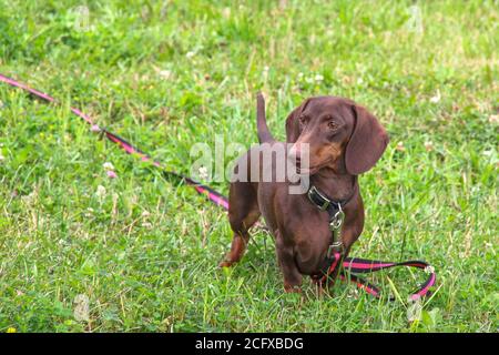 Cute purebred young dachshund of chocolate color with emphatic expressive eyes on red-black leash is walking on green grass lawn in public urban park. Stock Photo