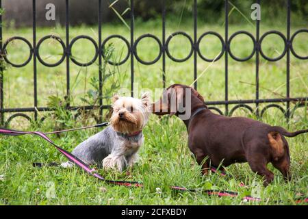 Cute purebred young chocolate colored Dachshund meets and plays with beautiful small Yorkshire Terrier puppy on green grass lawn in city park.Two dogs Stock Photo