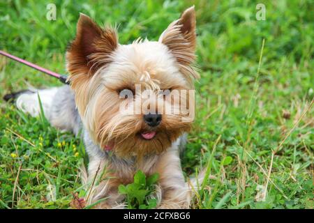 A cute purebred young Yorkshire Terrier  with beautiful hair cutting and emphatic expressive eyes  is walking on green grass lawn in dog park. Stock Photo