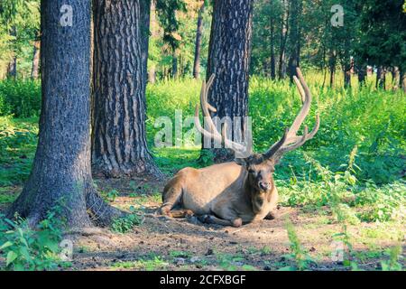 Young Red Deer with branched wide horns is lying on forest meadow with pine trees on  sunny day.Beautiful forest landscape with wild animals. Stock Photo