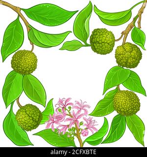 calodendrum vector frame Stock Vector