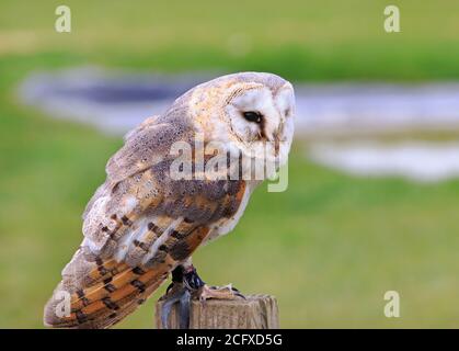 Barn Owl perching on a wooden tree trunk in daylight Stock Photo