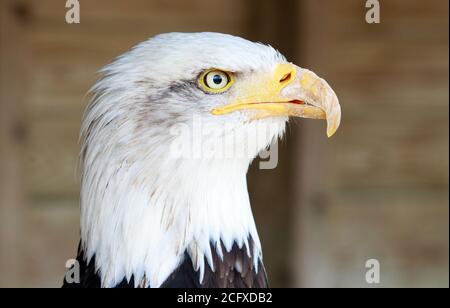 Side Profile of a Close up of a captive bred bald eagle Stock Photo