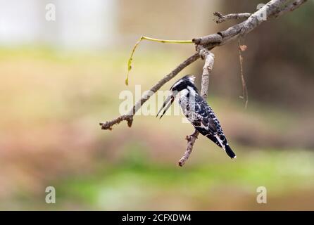 Pied Kingfosher balancing on a branch with a natural lake background, South Luangwa, Zambia Stock Photo