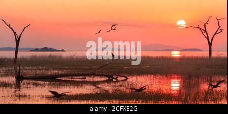 Panorama of a sunset over Lake Kariba with a silhouette of a Grey Heron and Egyptian Geese in flight.  Matusadona NationalPark, Zimbabwe Stock Photo