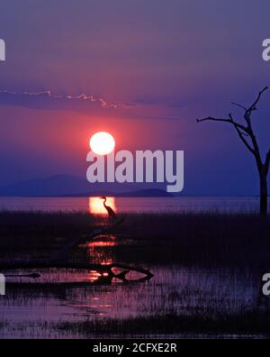 Beautiful sunset over Lake Kariba, with a grey heron directly in the line of the setting sun.  Matusadona National Park, Zimbabwe.  Sunset cruises are Stock Photo