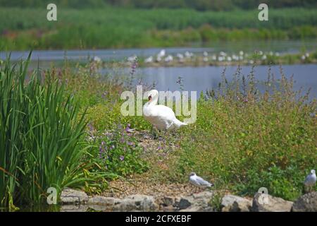Mute Swan standing on a small island in the middle of a lake with lake and other birds in the background Stock Photo