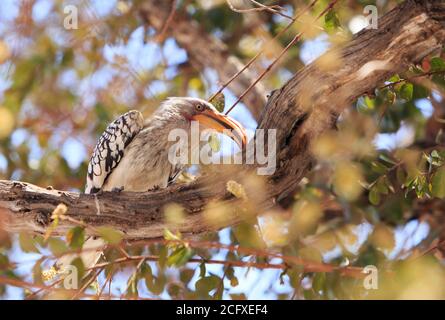 Yellow Billed Hornbill resting on a large tree branch - Hwange National Park, Zimbabwe Stock Photo