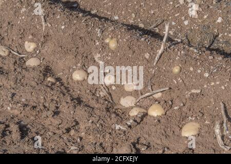 Exposed potatoes in ridges / hills with top shaws visible & awaiting