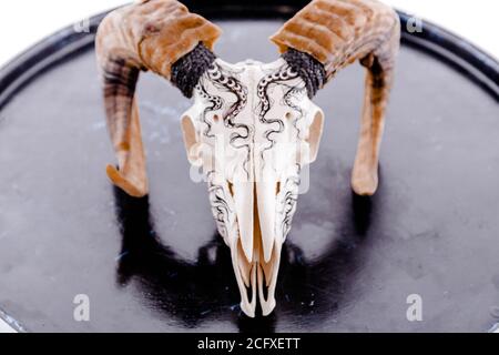 Ram skull on glossy black surface on white background Stock Photo