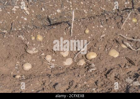 Exposed potatoes in ridges / hills with top shaws visible & awaiting ...