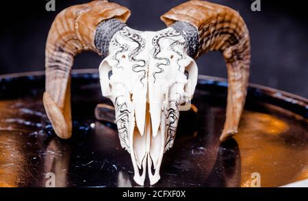 Ram skull on glossy black surface. Halloween and mysticism concept Stock Photo