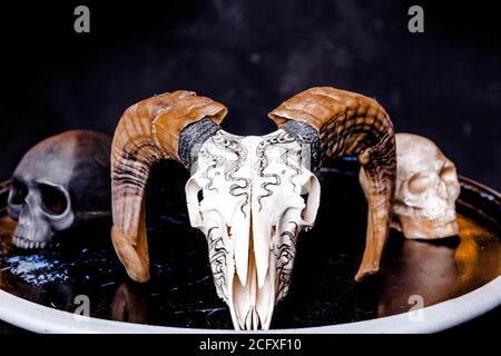 Ram skull on glossy black surface. Halloween and mysticism concept Stock Photo