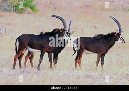 Three Male Sable Antelopes standing in the dry yellow grass on the African Savannah.  Hwange National Park, Zimbabwe Stock Photo