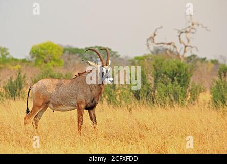 Close up of a Large Adult Male Roan Antelope - Hippotragus equinus - standing looking while on the dry yellow plains of Hwange National Park Stock Photo