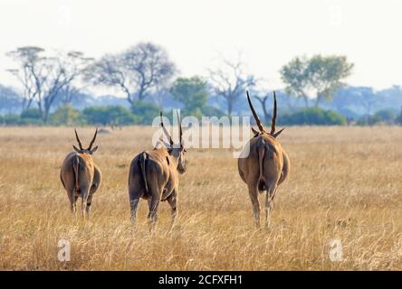 Three Shy Eland - Taurotragus oryx - walk across the dry empty Linkwasha plains in Hwange National Park, Zimbabwe Stock Photo