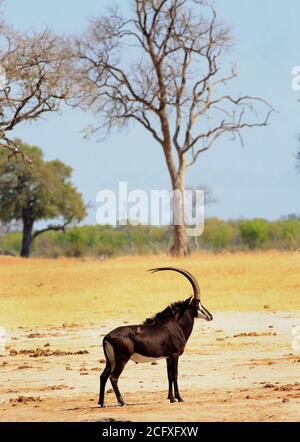 Buck Sable Antelope - Hippotragus niger -  standing on the yellow dry Makololo plains in Hwange National Park, Zimbabwe Stock Photo