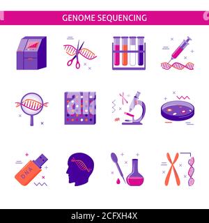 Collection of DNA research icons in flat style. Genome sequencing process symbols isolated on white. Medical illustration. Stock Vector