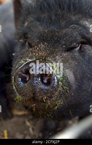 Black Vietnamese Potbelly pig on a farm  Stock Photo