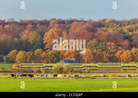 Autumn view of Dutch national park The Veluwezoom with a train passing by and cows in front Stock Photo