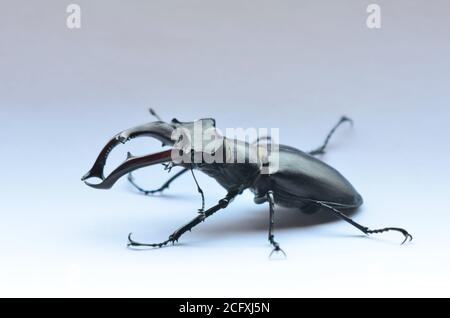 Male stag beetle Lucanus cervus  Stock Photo