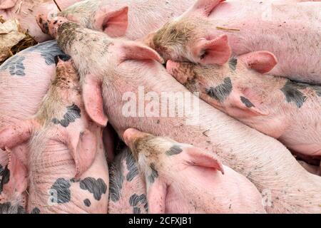 Hungry group of newborn pigs trying to reach the mother Stock Photo