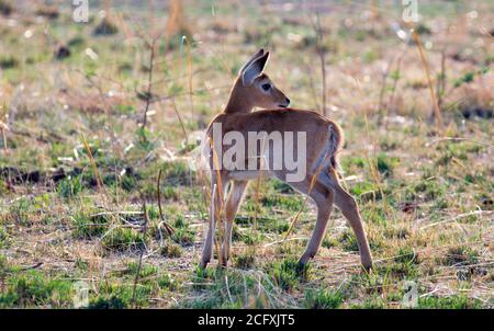 Young Puku - Kobus vardonii - standing on the open savannah in south luangwa national park, zambia Stock Photo