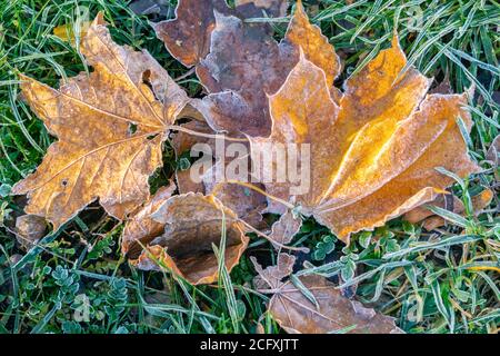 Fallen maple leaves with frost on grass in cool autumn. Frozen leaves for fall or winter background Stock Photo
