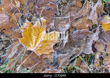 Fallen maple leaves with frost on ground in cool autumn. Frozen leaves for cold season background Stock Photo
