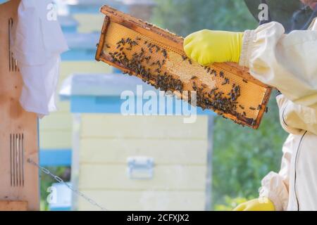 Beekeeper in bee suit holding honeycomb in hands with yellow rubber gloves. Honeycomb in gloved hands. Beekeeping in countryside. Organic farming conc Stock Photo
