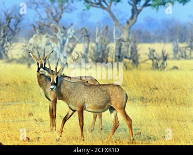 Mother and Calf - Two Roan Antelope standing on the dry yellow African Plains in Hwange National Park, Zimbabwe Stock Photo