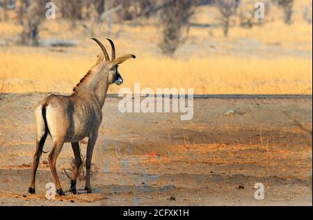 Rare sighting of a rare Roan Antelope standing on the dry arid African Savannah in Hwange National Park, Zimbabwe Stock Photo