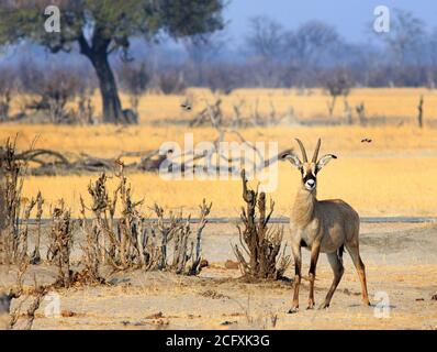 Rare sighting of a rare Roan Antelope standing on the dry arid African Savannah in Hwange National Park, Zimbabwe Stock Photo