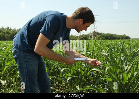 Man with clipboard in corn field. Agriculture business Stock Photo