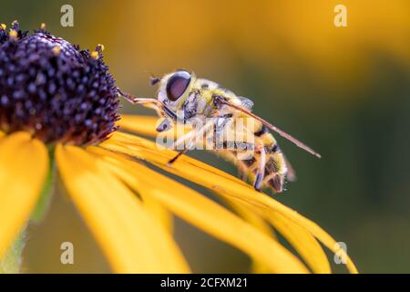 Helophilus trivittatus - large marsh hoverfly is resting on Rudbeckia fulgida - Orange Cone Flower Stock Photo