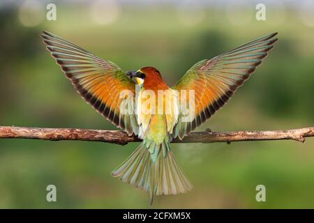 bird of paradise spread its wings wide Stock Photo