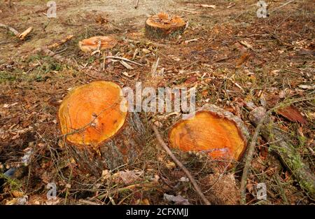 Tree stumps in a clearing area in a forest Stock Photo
