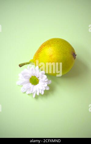 Close up of white chrysanthemum flower head and yellow pear on a pastel green background Stock Photo