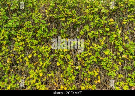 Green leaves growing through metal grid wall Stock Photo