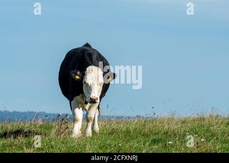 Black Hereford steer, a crossbreed of beef cattle produced from Hereford beef bulls with Holstein-Friesian dairy cows with copy space Stock Photo