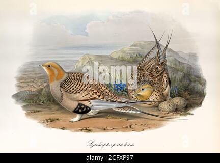 Couple of partridges guarding their eggs on a rocky ground. Vintage art of Pallas's sandgrouse (Syrrhaptes paradoxus). By John Gould London 1862-1873” Stock Photo