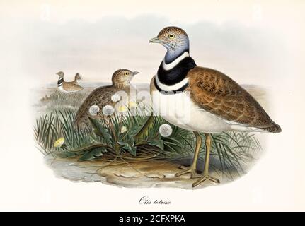 'Two little bustards on a grassy ground looking all around. Vintage style art of Little Bustard (Tetrax tetrax). By John Gould London 1862 – 1873' Stock Photo