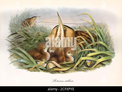 'Bittern hided in the aquatic vegetation with its borned children. Eurasian Bittern (Botaurus stellaris). Vintage art by John Gould London 1862-1873' Stock Photo