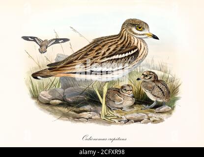 'Eurasian Stone Curlew (Burhinus oedicnemus). Brown black dotted bird and children in the grass. Detailed vintage art by John Gould London 1862-1873' Stock Photo