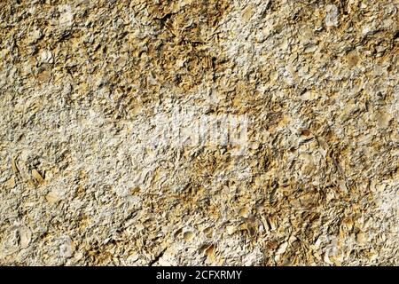 old weathered shell stone surface background texture backdrop Stock Photo