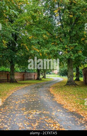 Country House tree lined driveway at the start of Autumn Stock Photo